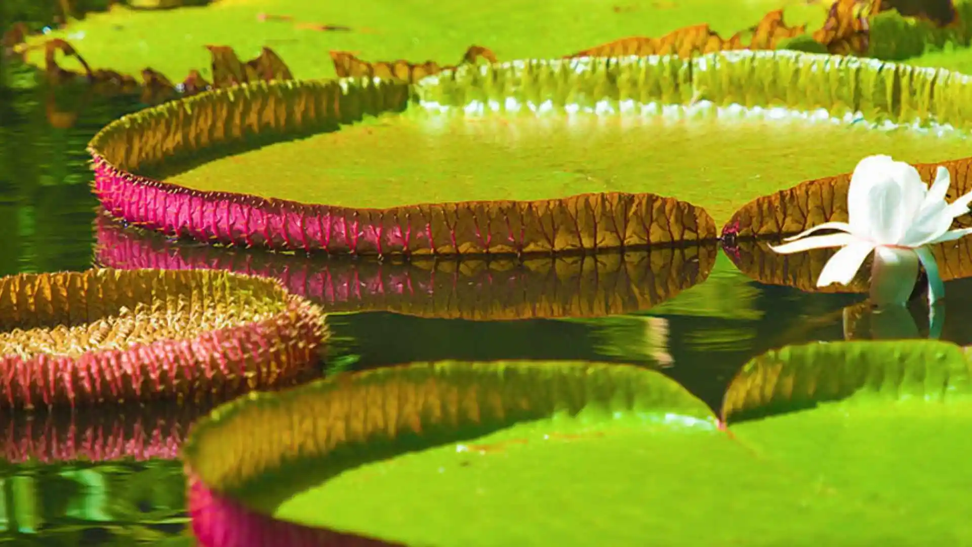 National Botanical Garden