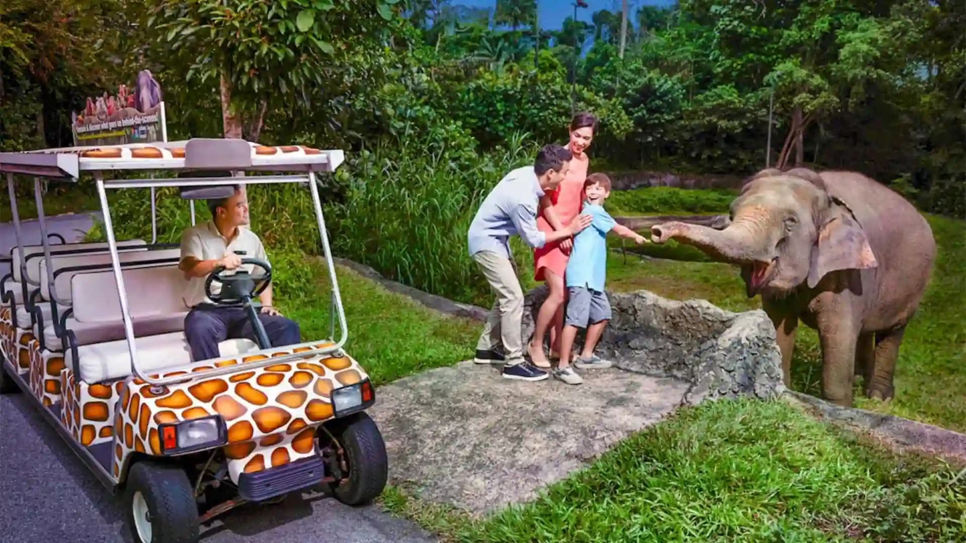 Night Safari