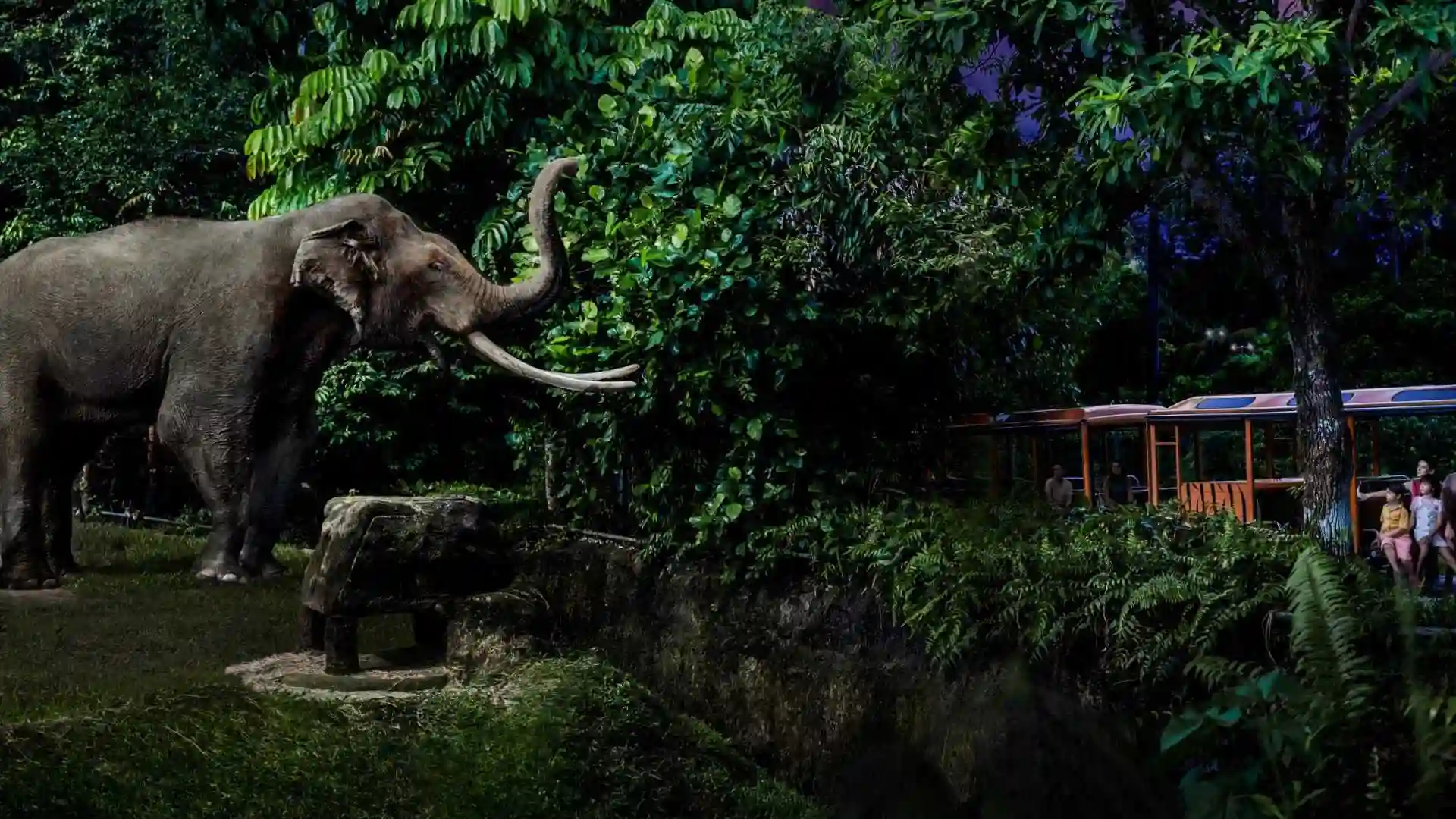 Night Safari Night Zoo