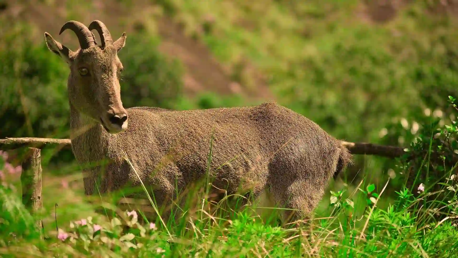 Nilgiri Tahr