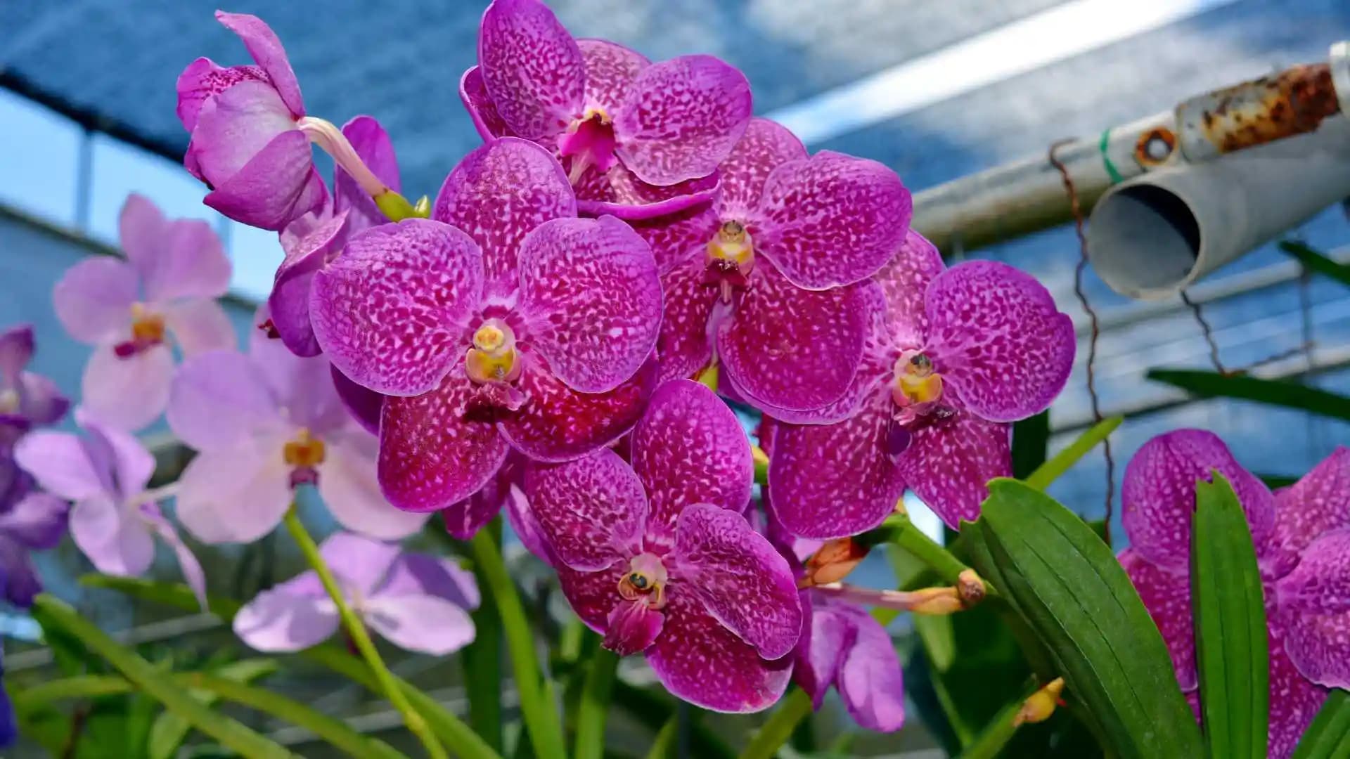Orchid Gardens