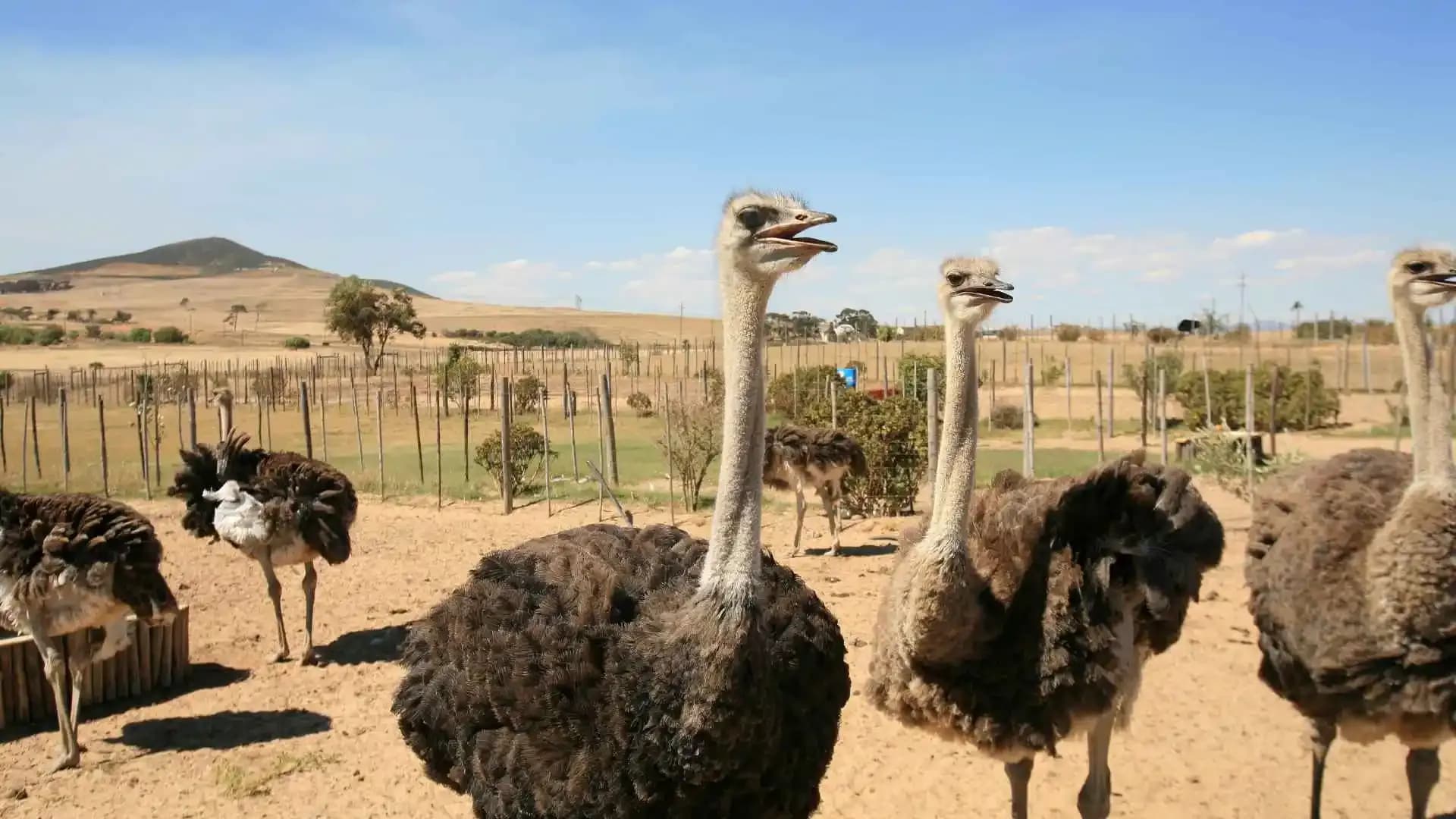 Ostrich Farm