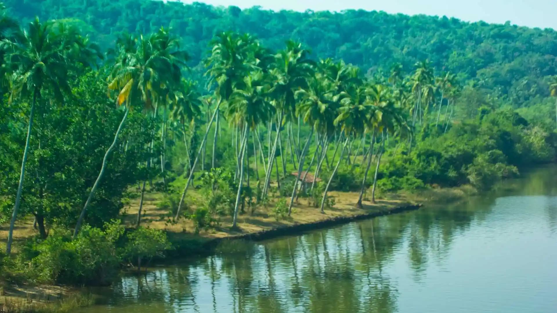 Palm Fringed Canals