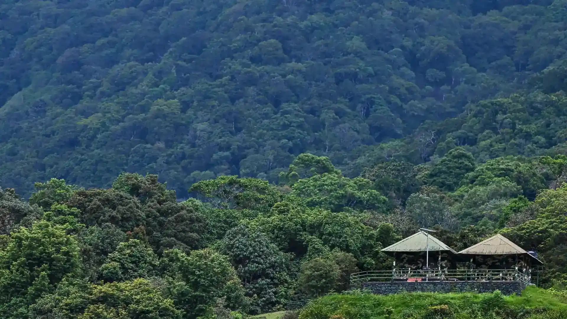 Pampadum Shola National Park