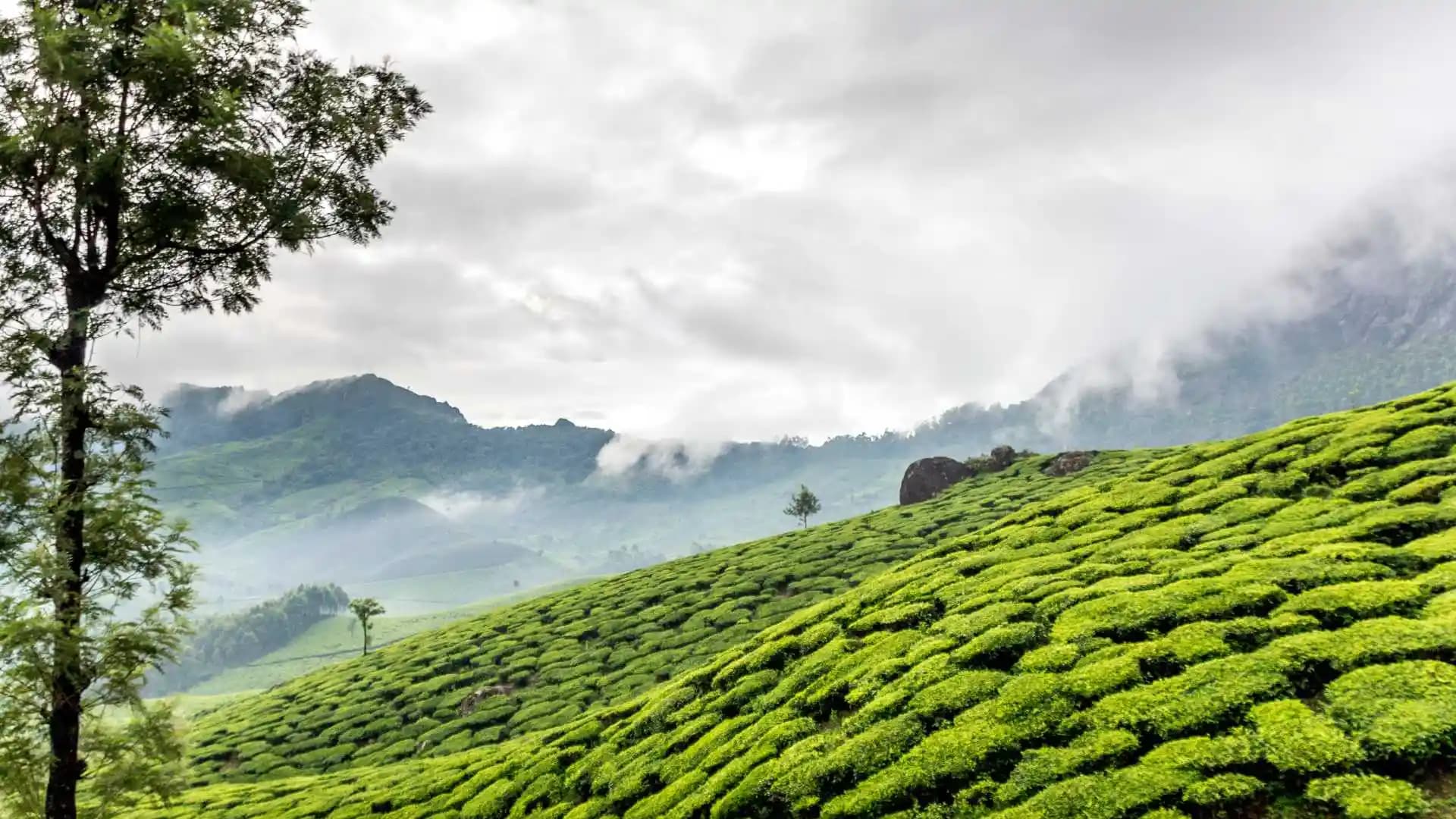Panoramic Shot of The Tea Estates Kerala