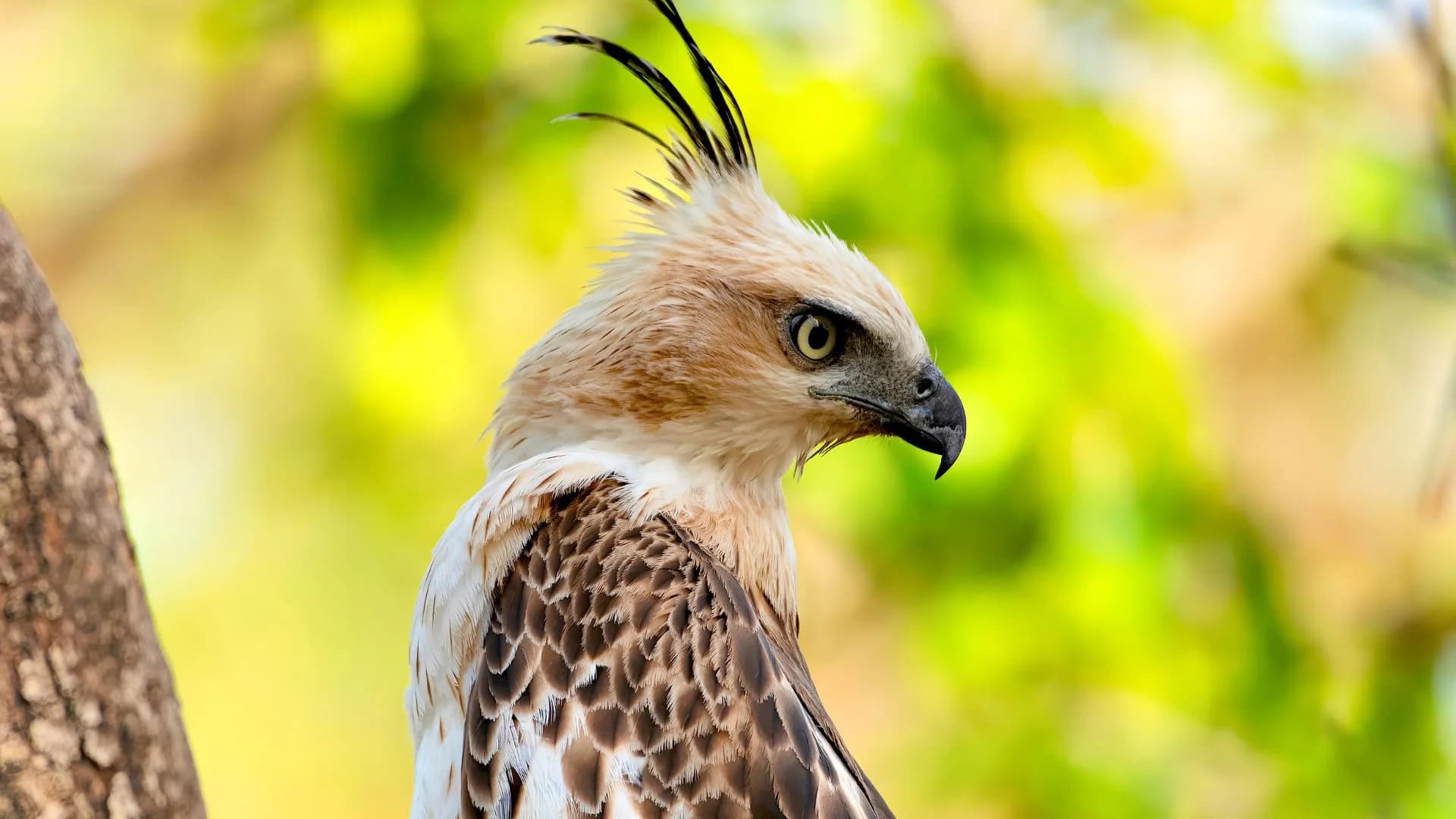 Pench National Park