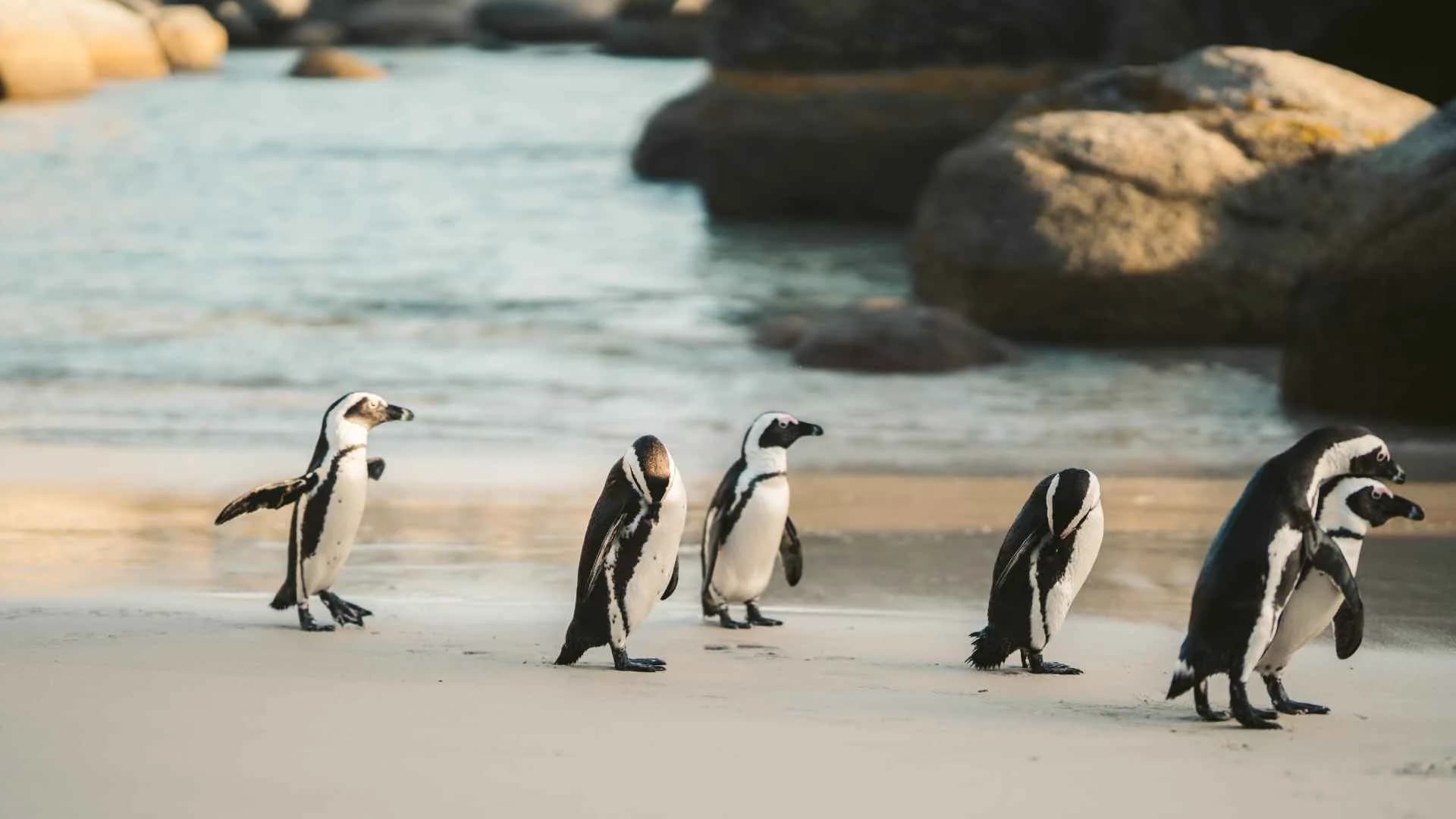 Penguin Parade At Phillip Island