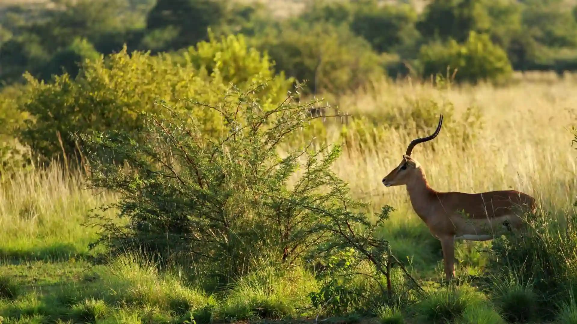 Pilanesberg National Park