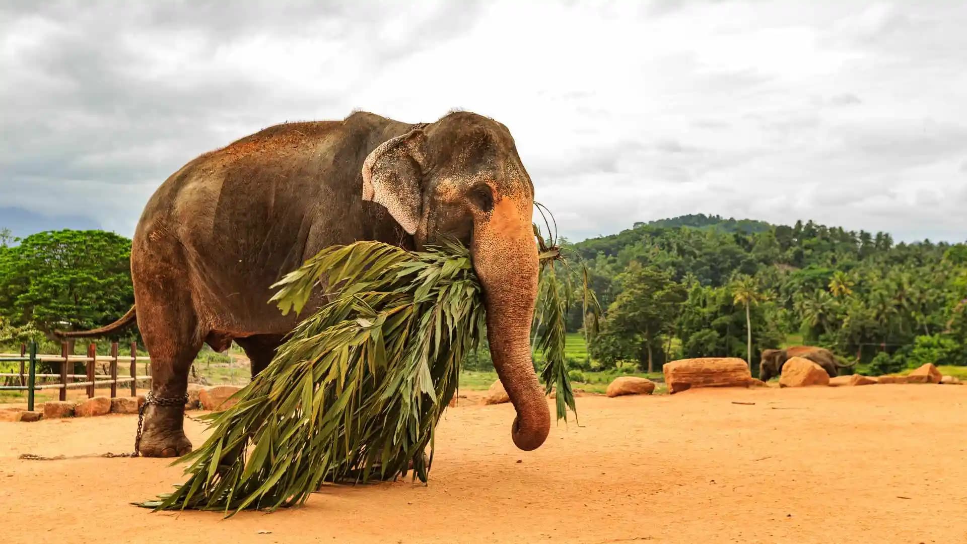 Pinnawala Elephant Orphanage Sri Lanka