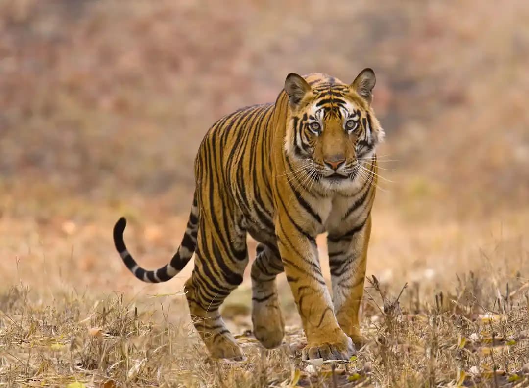 India's Great Tiger Safari Tour