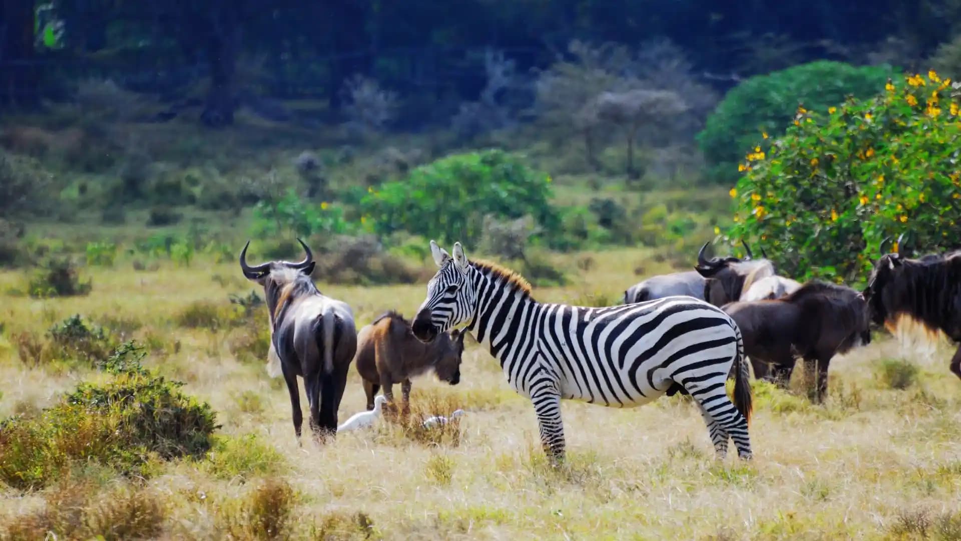 Rare Wildlife