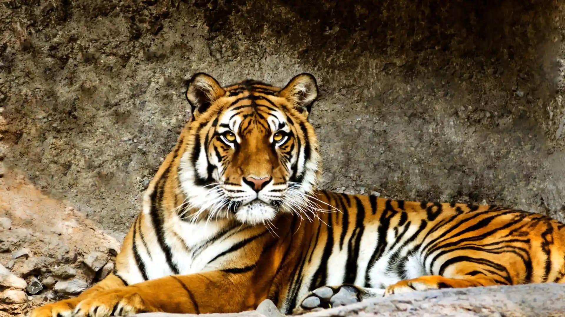 Royal Bengal Tiger