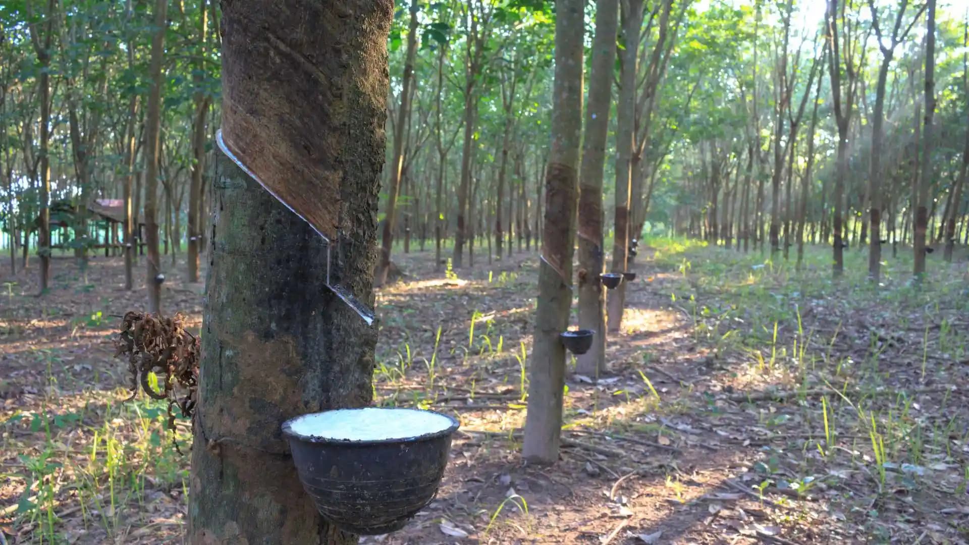 Rubber Plantation kerala