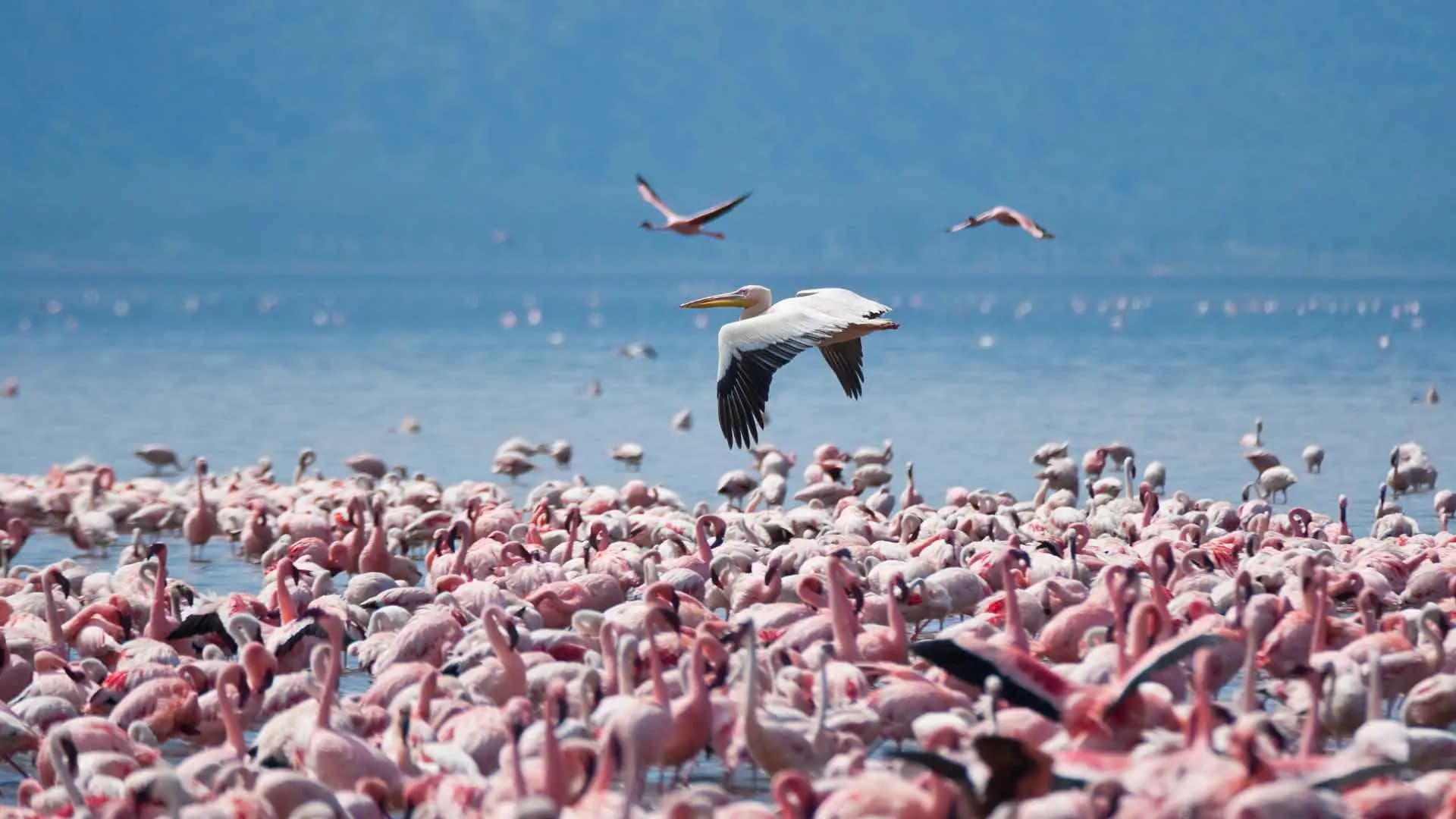 Samburu Lake Nakuru