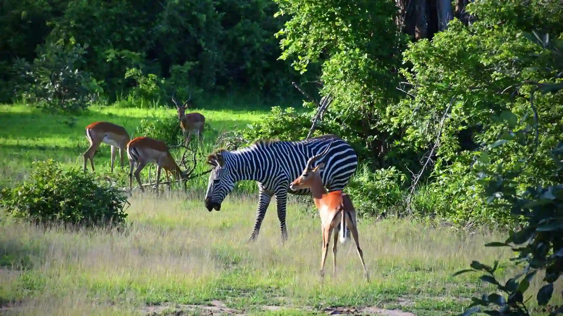 South Luangwa National Park
