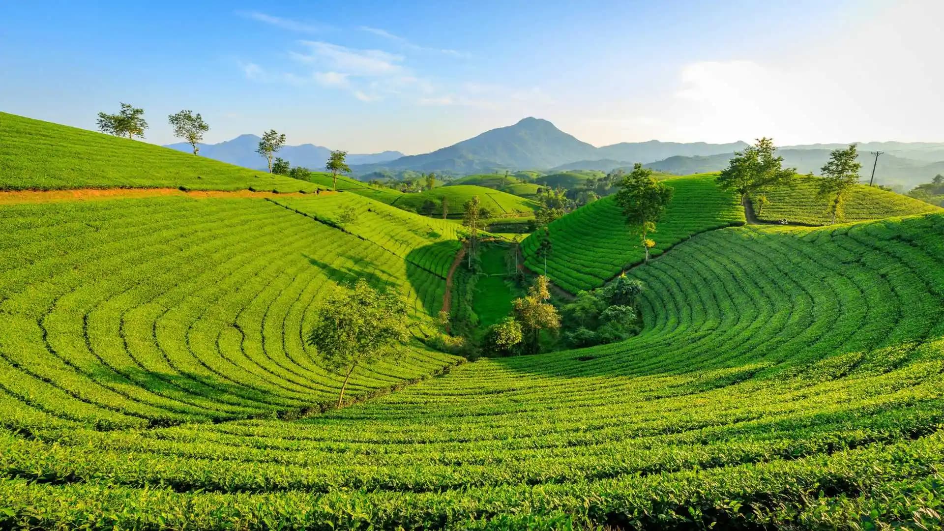 Spice Plantations