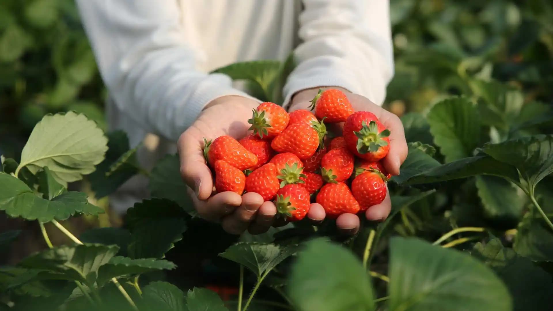 Strawberry Farms