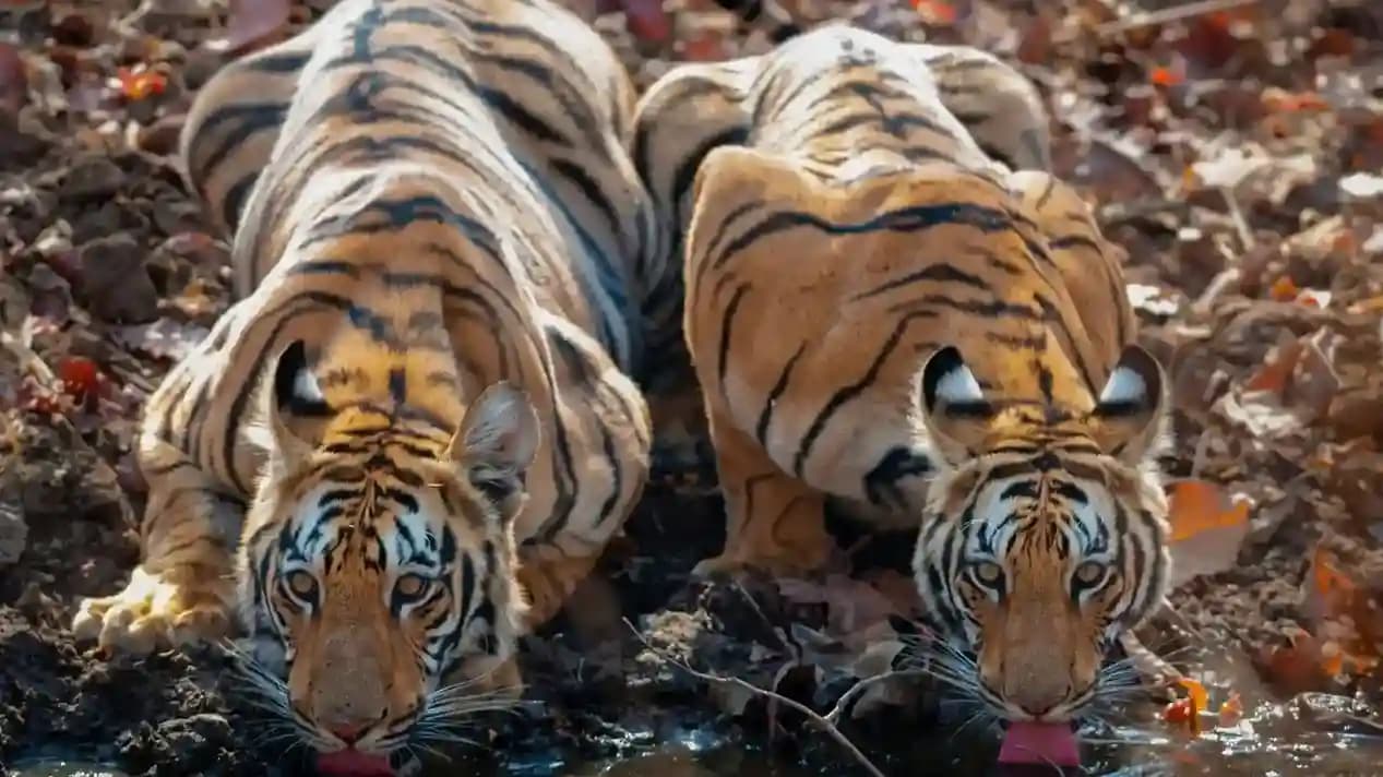 India's Great Tiger Safari Tour