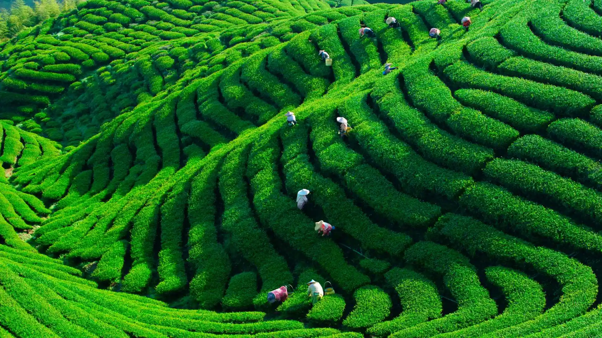 Tea Gardens