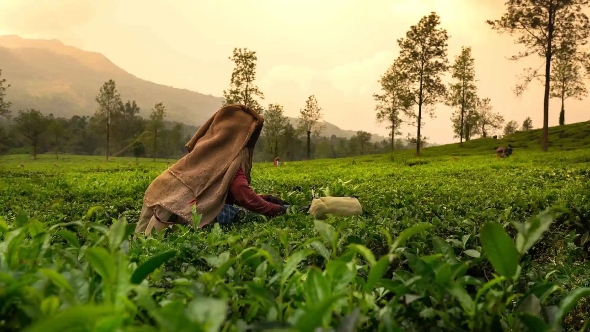 Tea Trails