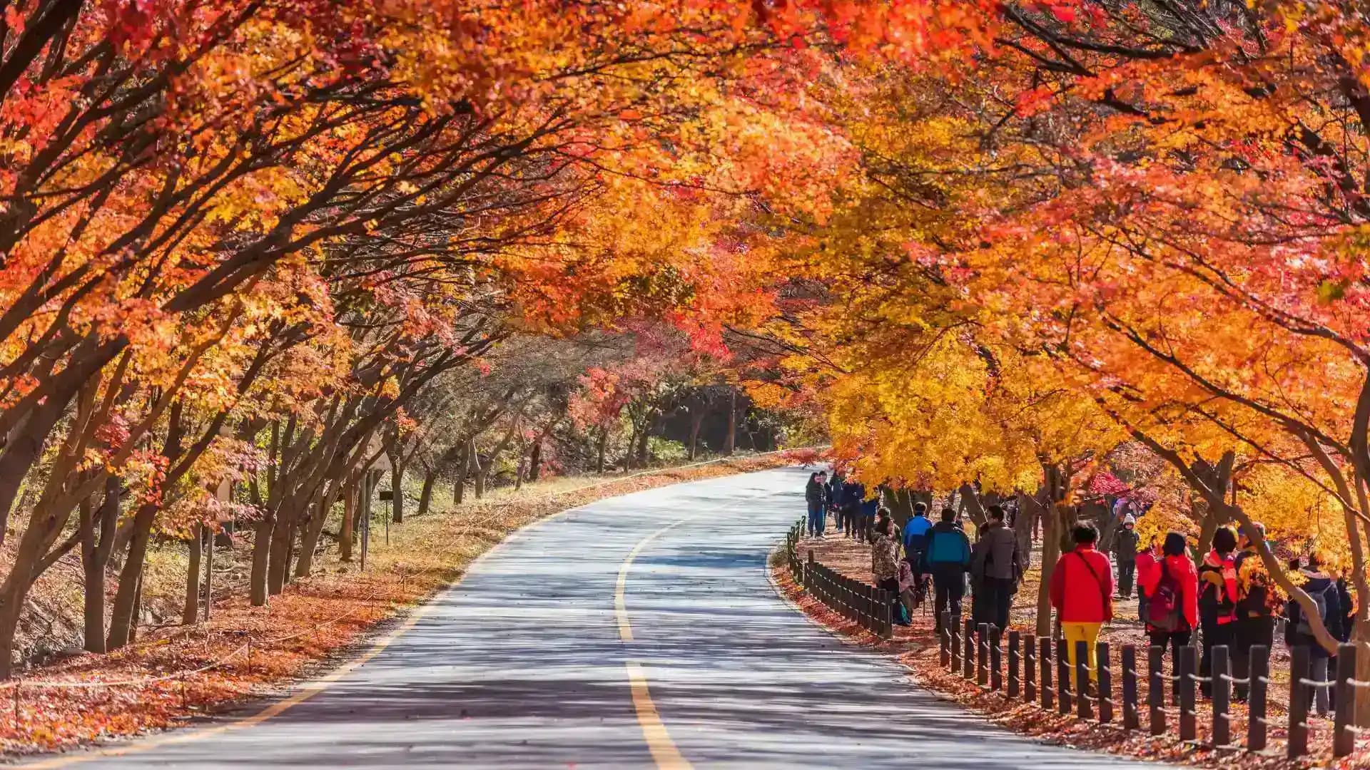 Naejangsan National Park
