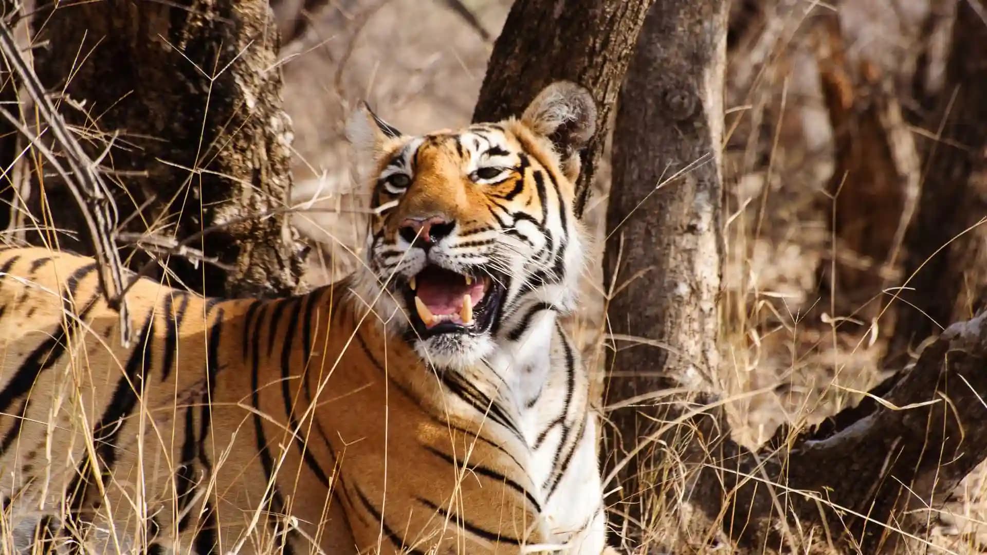 Safari at Ranthambore