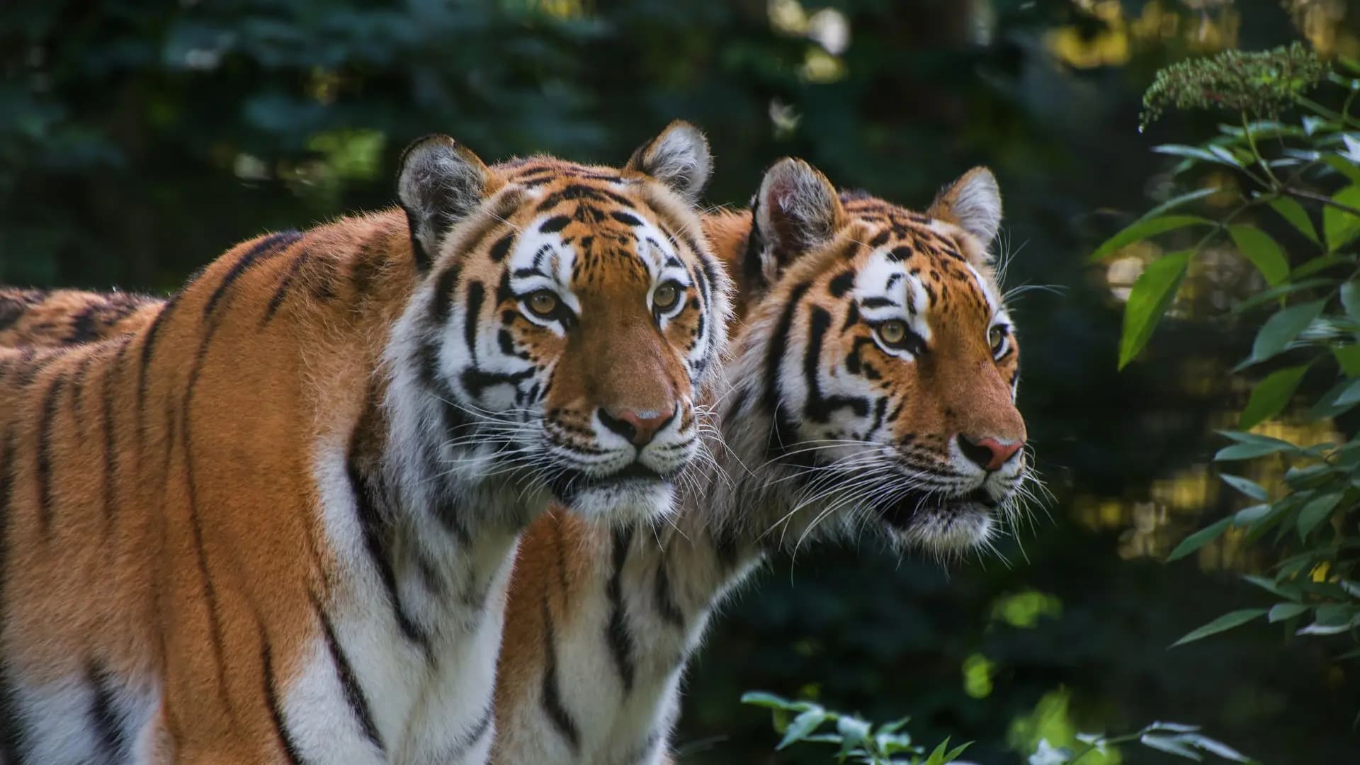 Tiger In Bandhavgarh Nationalp Park