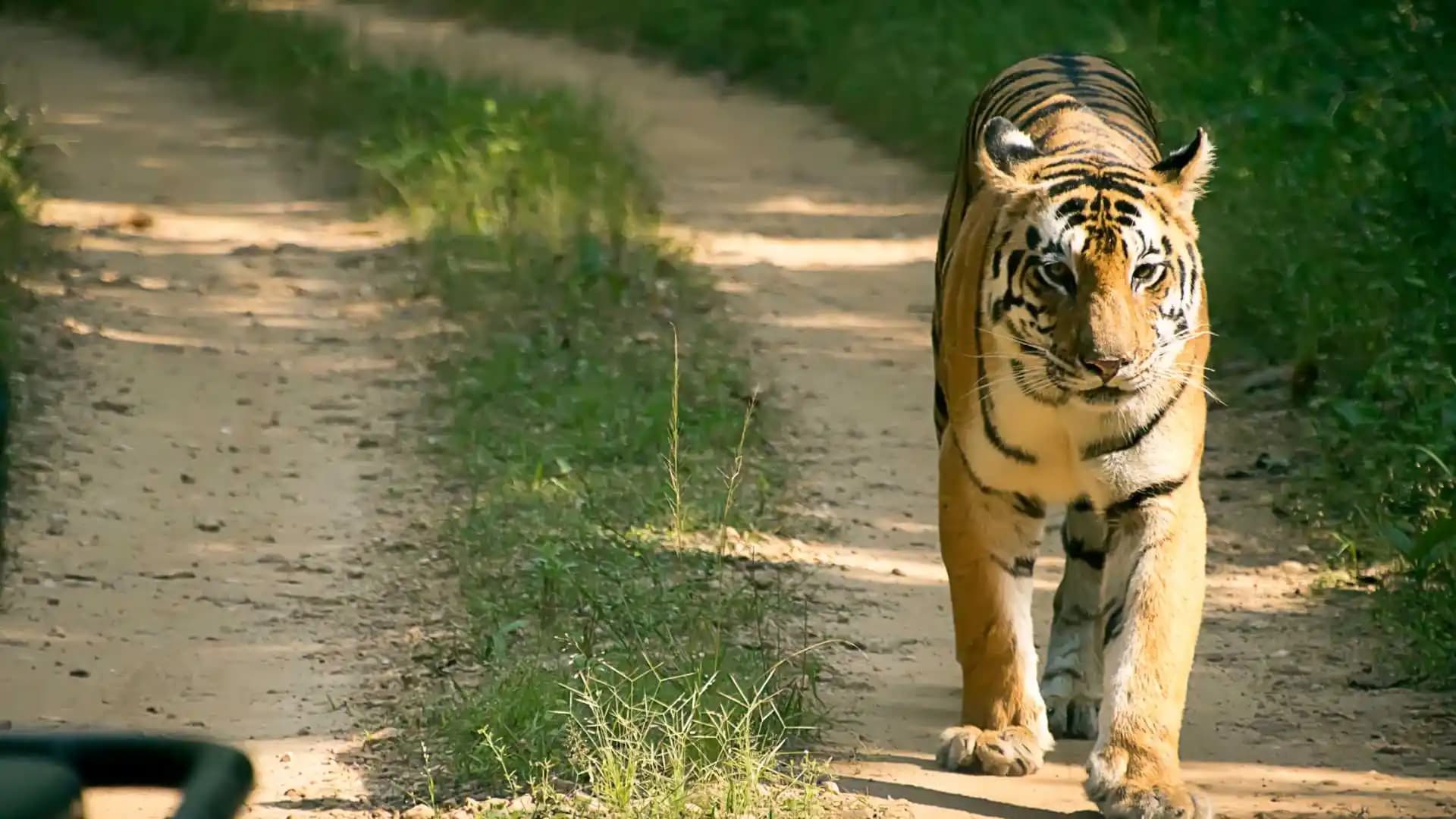 Tiger in Wildlife