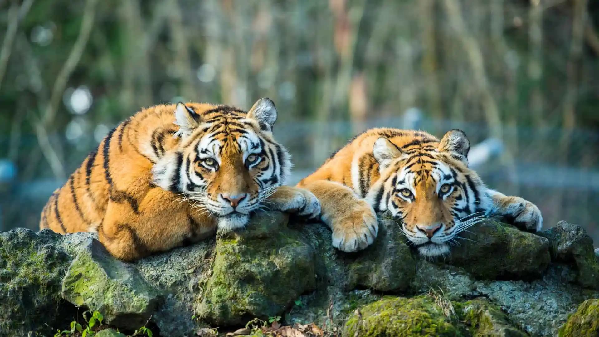 Tiger Reserve