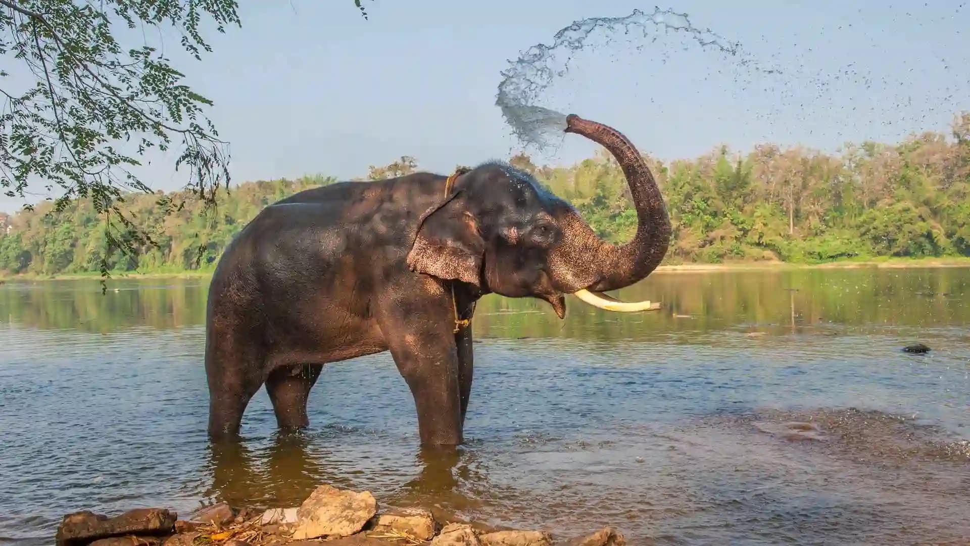 Wildlife Dear and Elephant