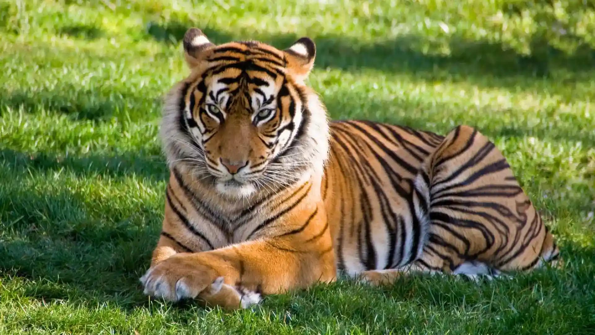 Wildlife Pictures of Mysore