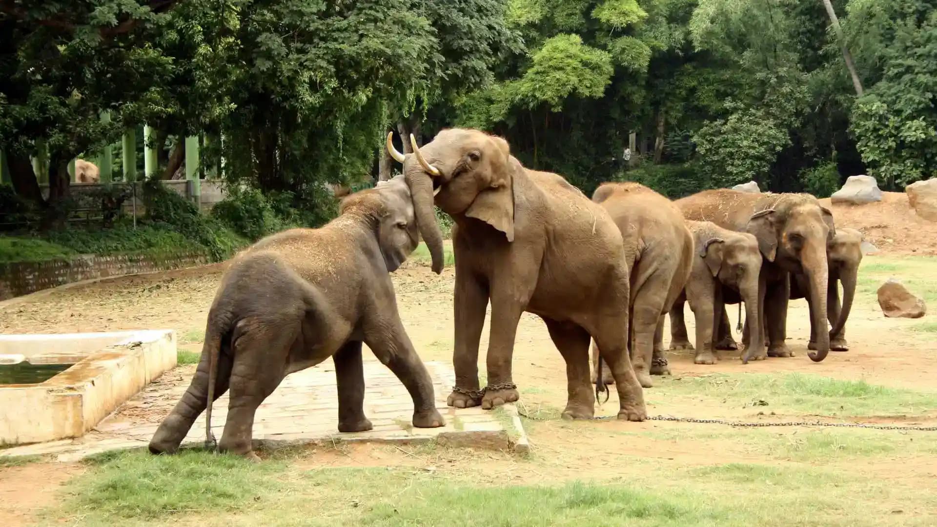 Wildlife Pictures of Mysore1