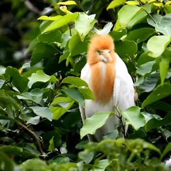 Ranganathittu Bird Sanctuary