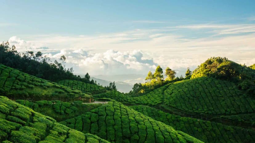 Walk Through Tea Plantations