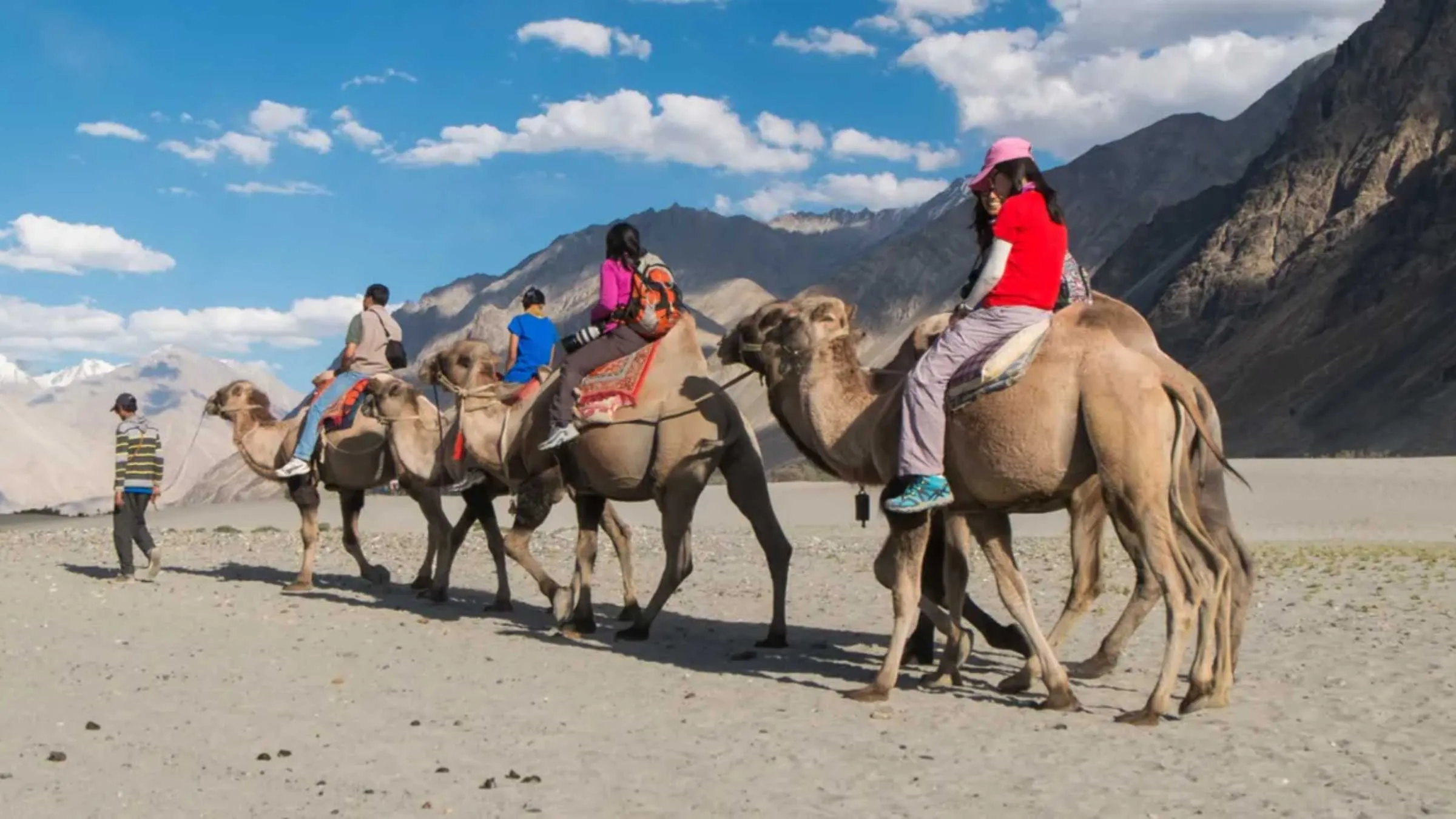 Bactrian Camels Hunder Nubra Valley