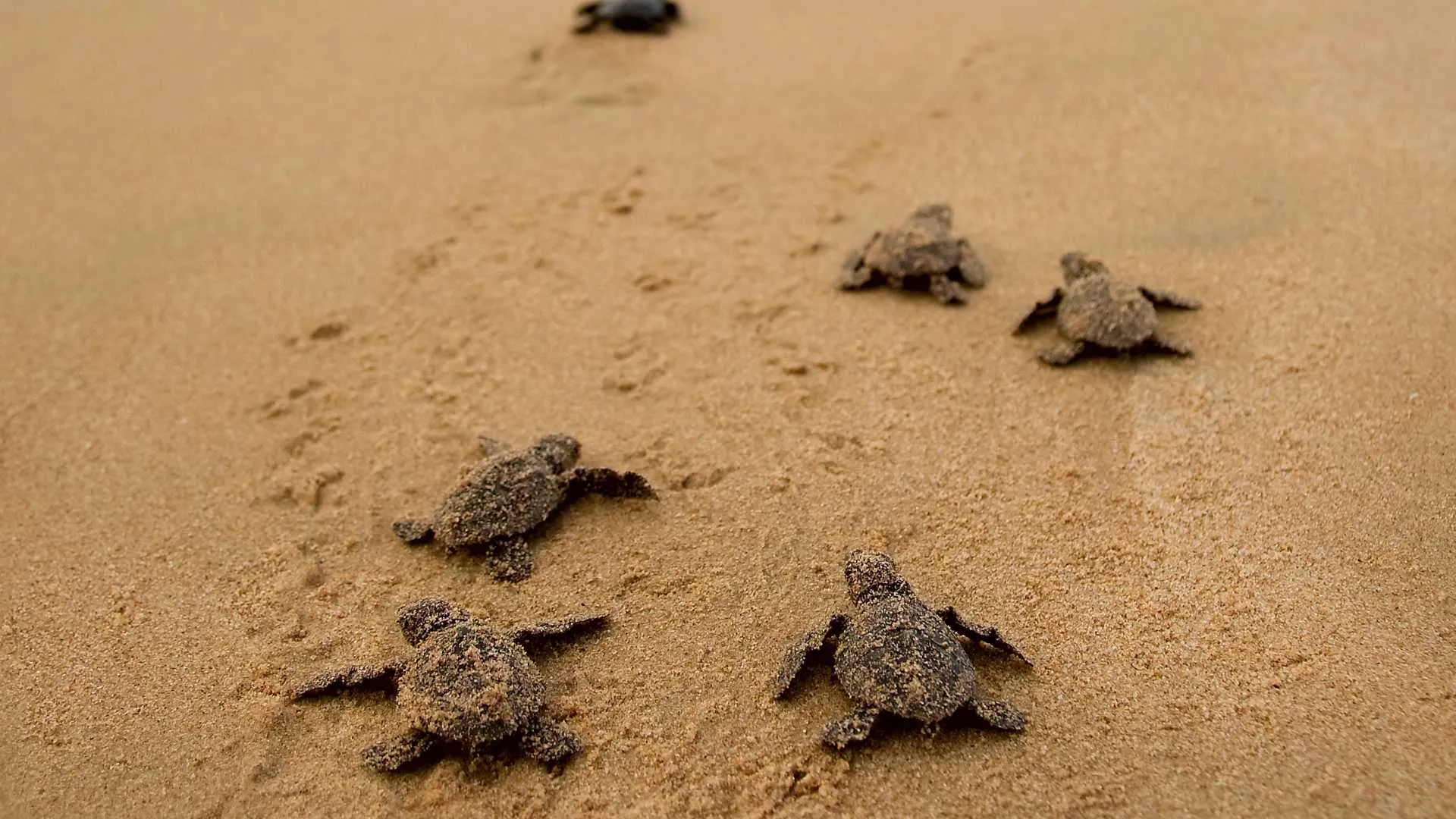 Bentota Sea Turtle Hatchery Sri Lanka