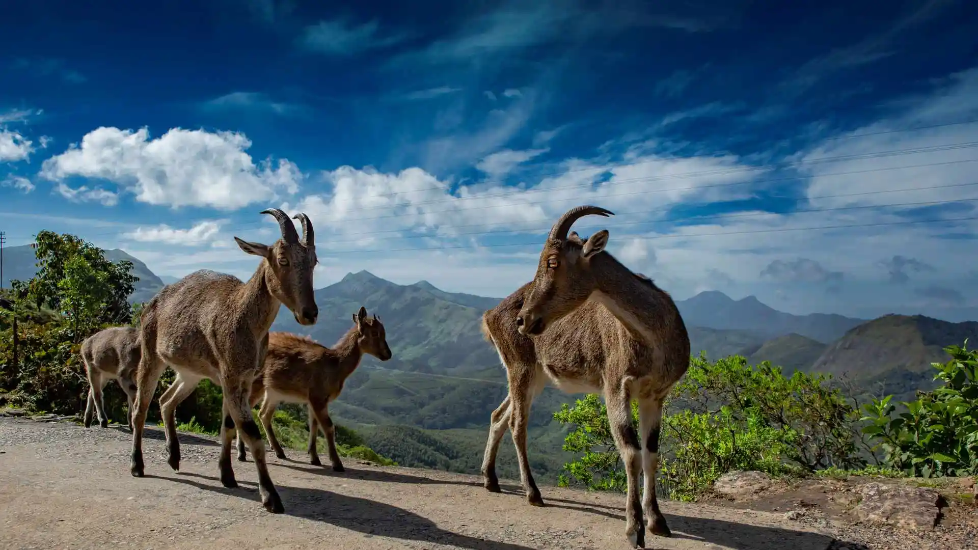 Eravikulam National Park Kerala
