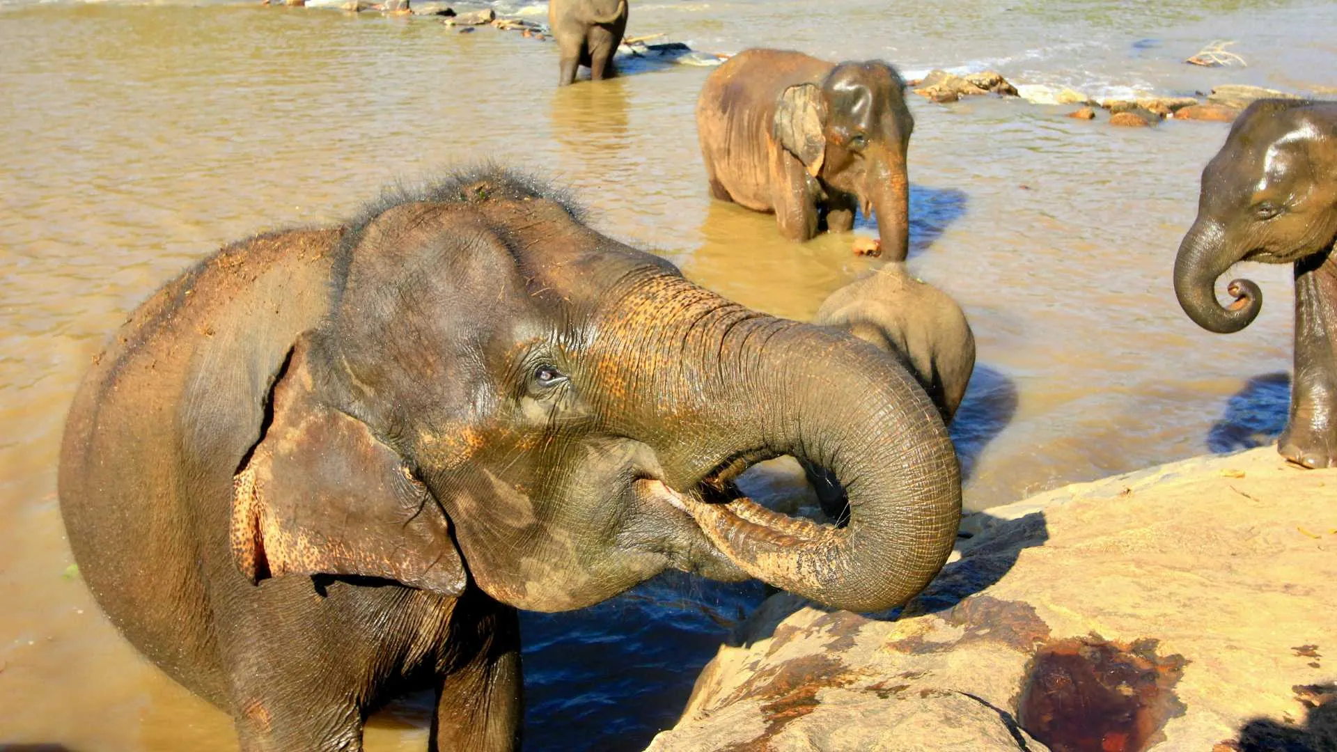 Periyar Wildlife Sanctuary