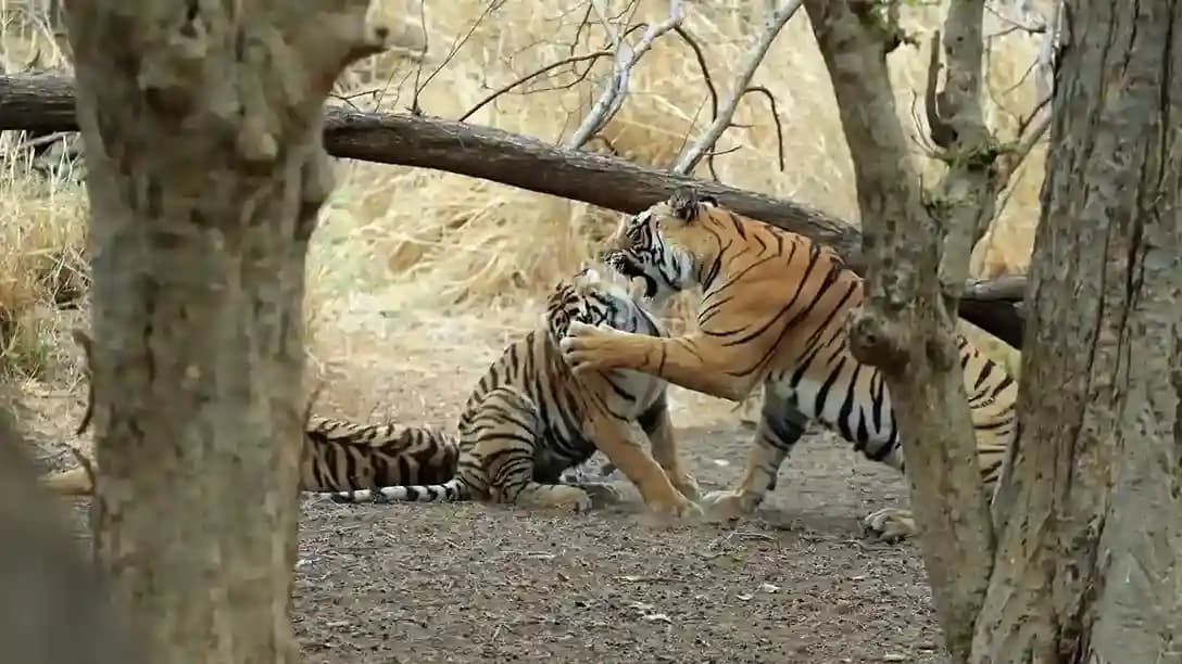 Golden Triangle with Wild Ranthambore Tour