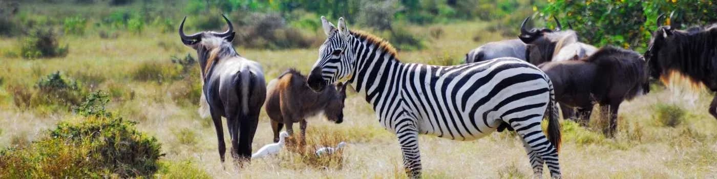 Wildlife and Nature