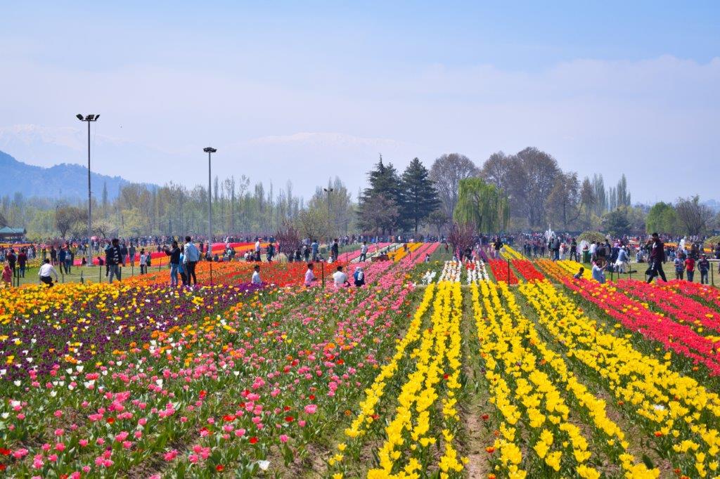 This image has an empty alt attribute; its file name is Tulip-festival-2.jpg