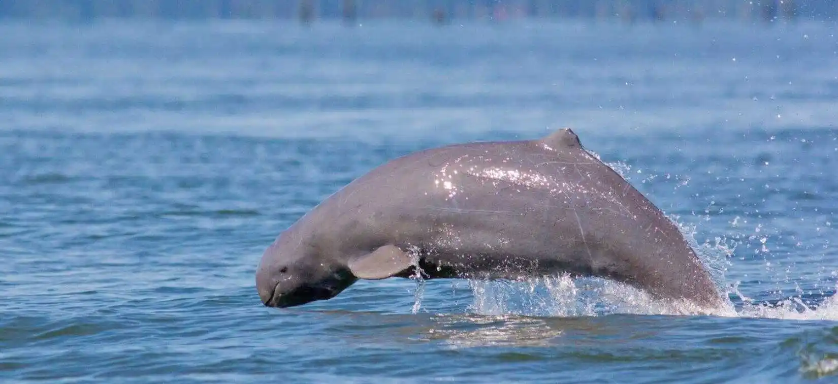 Irawaddy River Dolphins