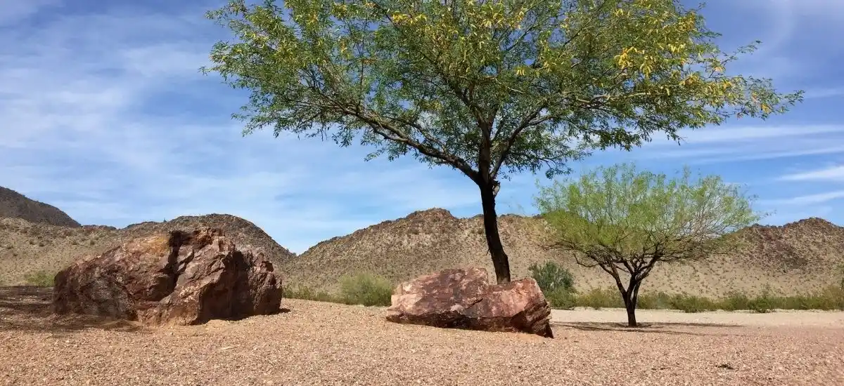 Mesquite Tree
