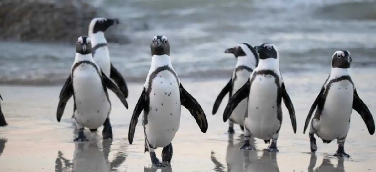 Phillip Island Penguins