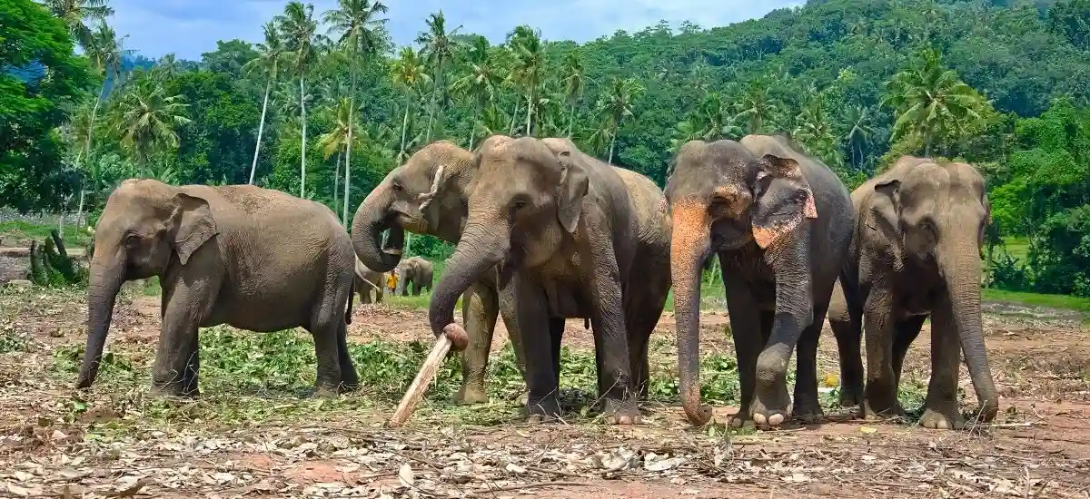 Pinnawala Elephant