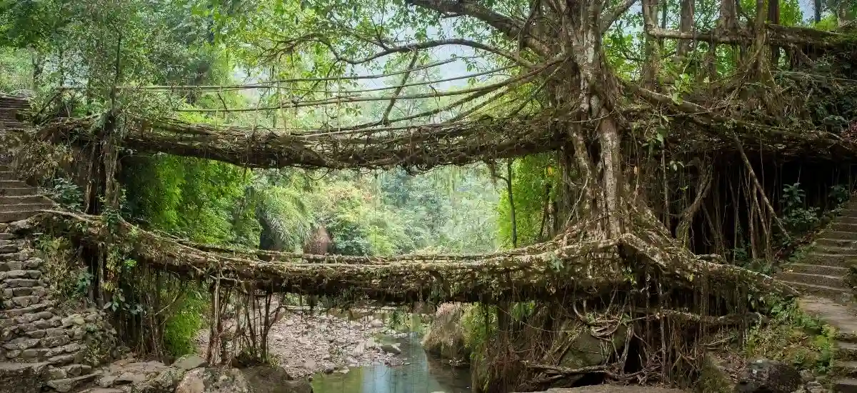 Root Bridges of Meghalya