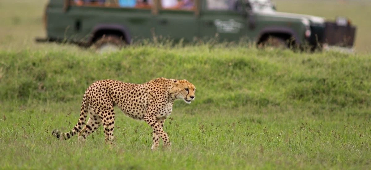 Safari at Yala National Park