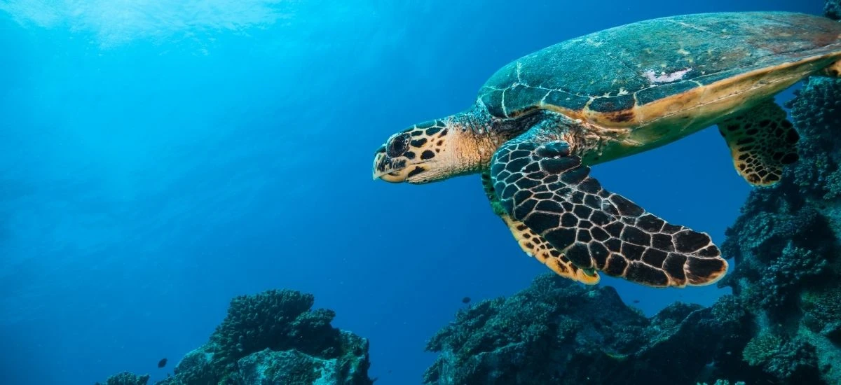 Sea Turtle