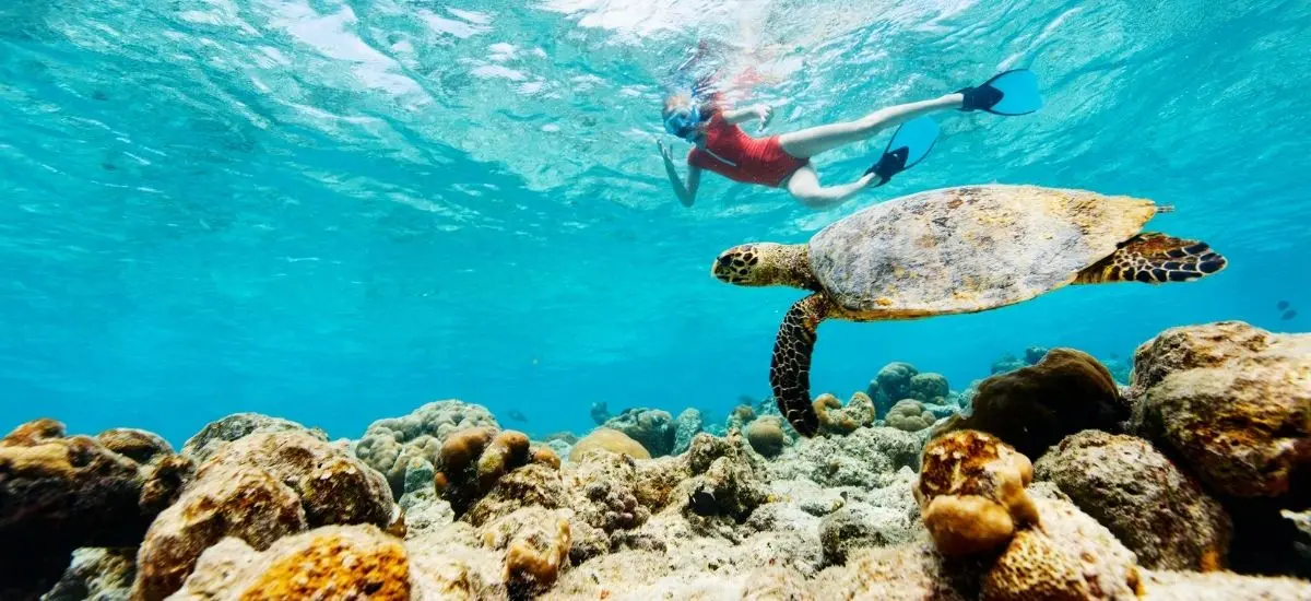 Snorkelling with Turtles