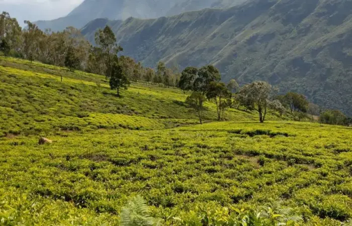 Nilgiris